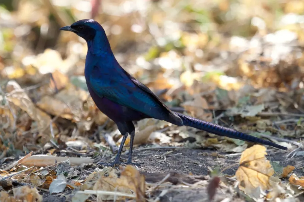 File:Lamprotornis mevesii 10356292.jpg