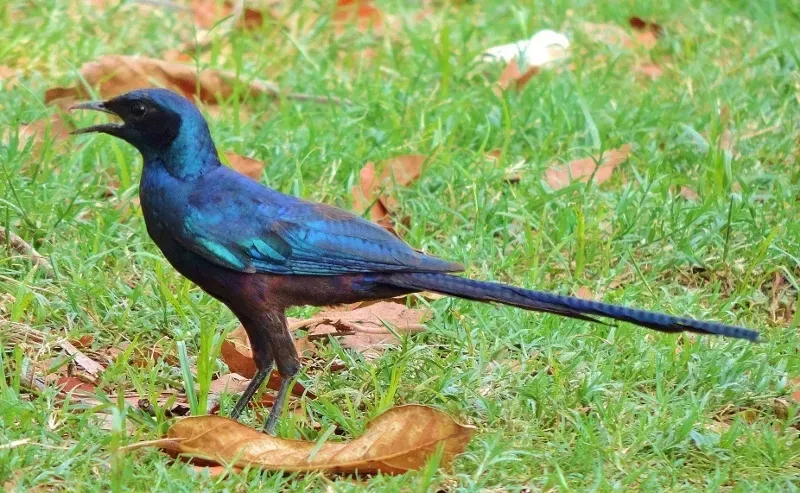 File:Lamprotornis mevesii 242470662.jpg