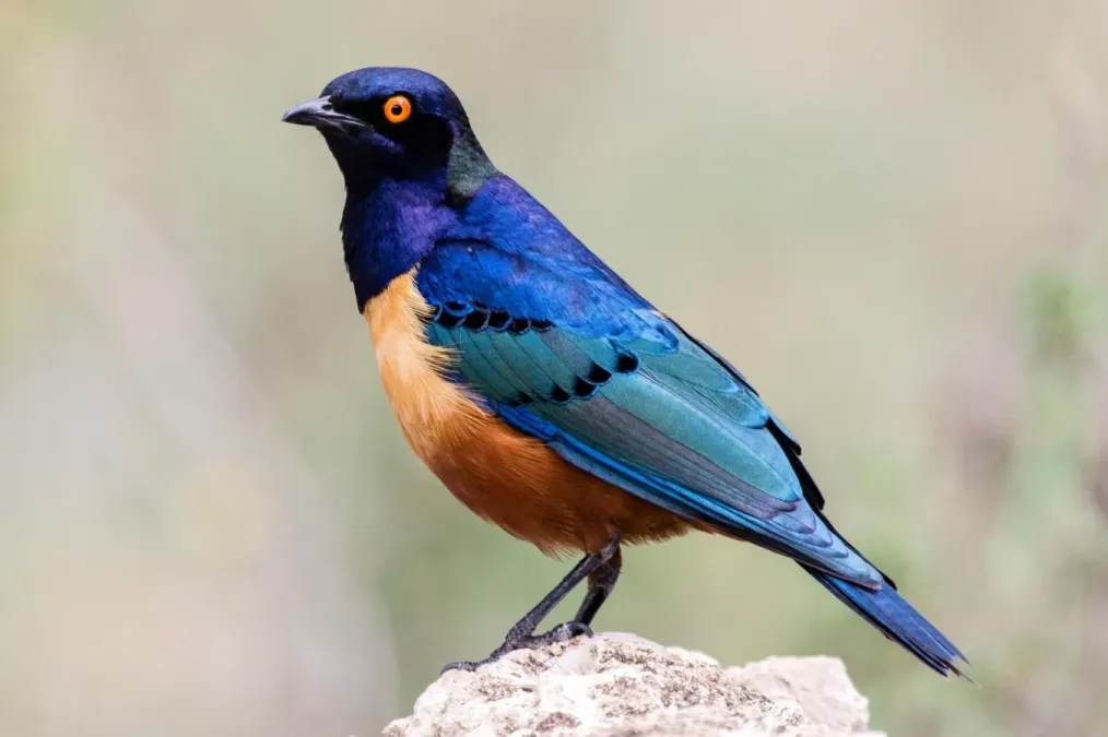 File:Lamprotornis hildebrandti 230462786.jpg