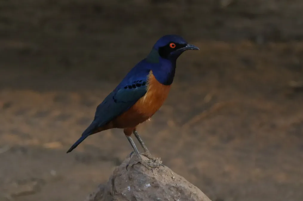 File:Lamprotornis hildebrandti 163109578.jpg