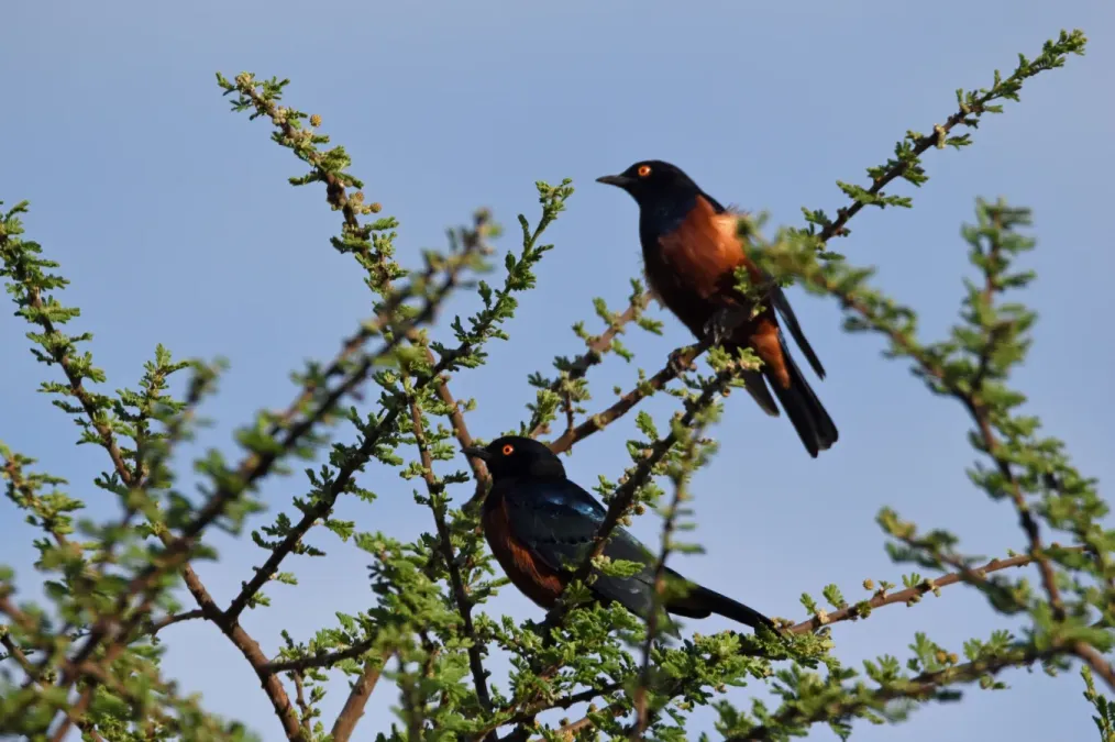 File:Lamprotornis shelleyi 132794094.jpg