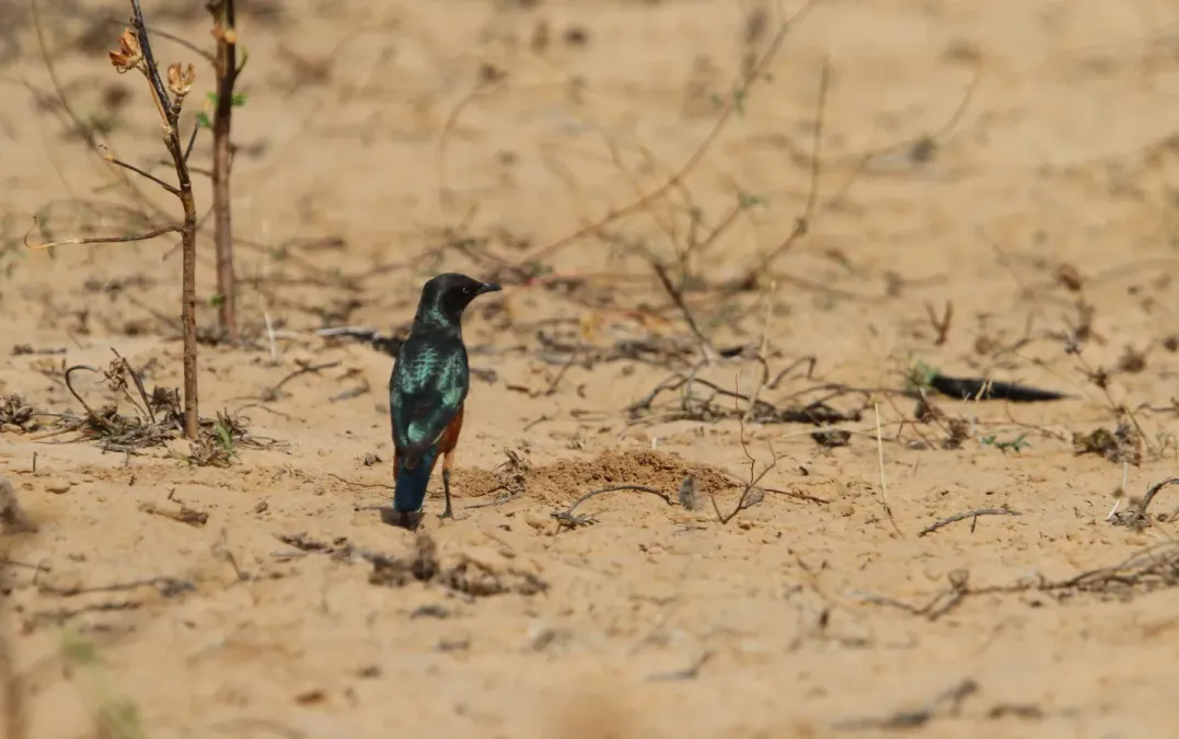 File:Lamprotornis pulcher 95372925.jpg