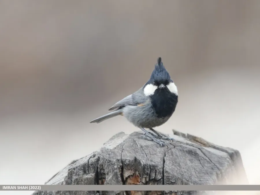 File:Rufous-naped Tit (Periparus rufonuchalis) (52551110883).jpg