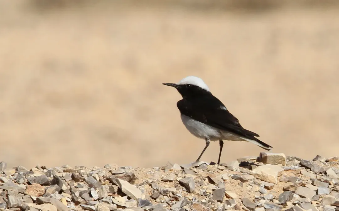 File:Oenanthe monacha 93093541.jpg