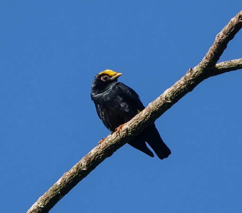 File:Ampeliceps coronatus 186683365.jpg