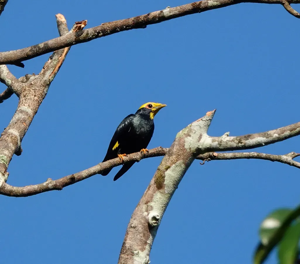 File:Ampeliceps coronatus 176557812.jpg