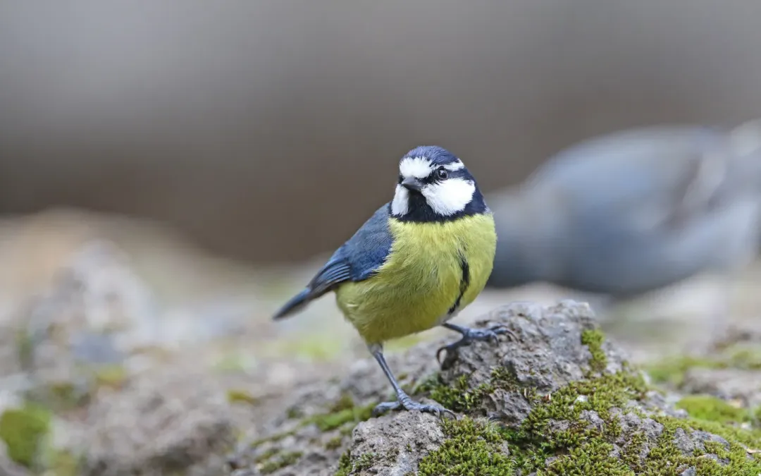 File:Cyanistes teneriffae teneriffae 184052632.jpg