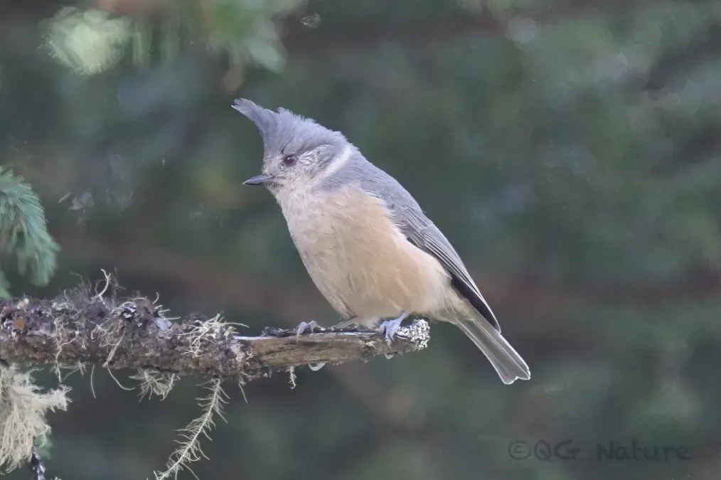 File:Lophophanes dichrous 244380324.jpg