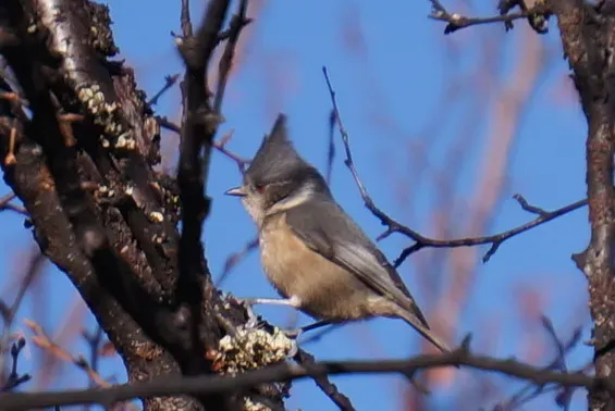 File:Lophophanes dichrous 7726318.jpg
