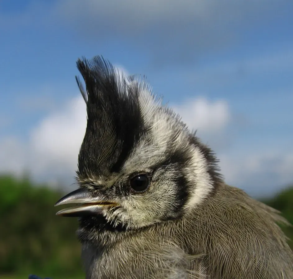 File:Baeolophus wollweberi 84907610.jpg