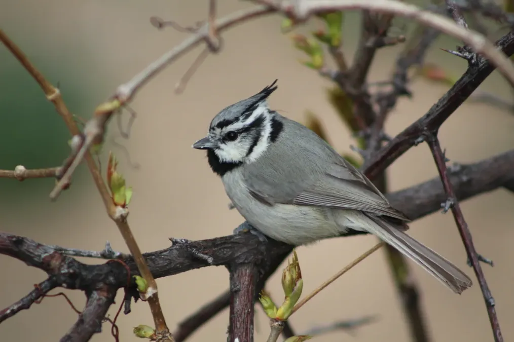 File:Baeolophus wollweberi 64654402.jpg