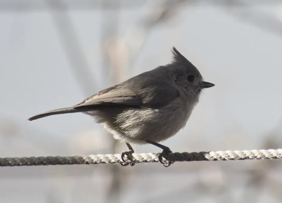 File:Baeolophus ridgwayi 61746135.jpg
