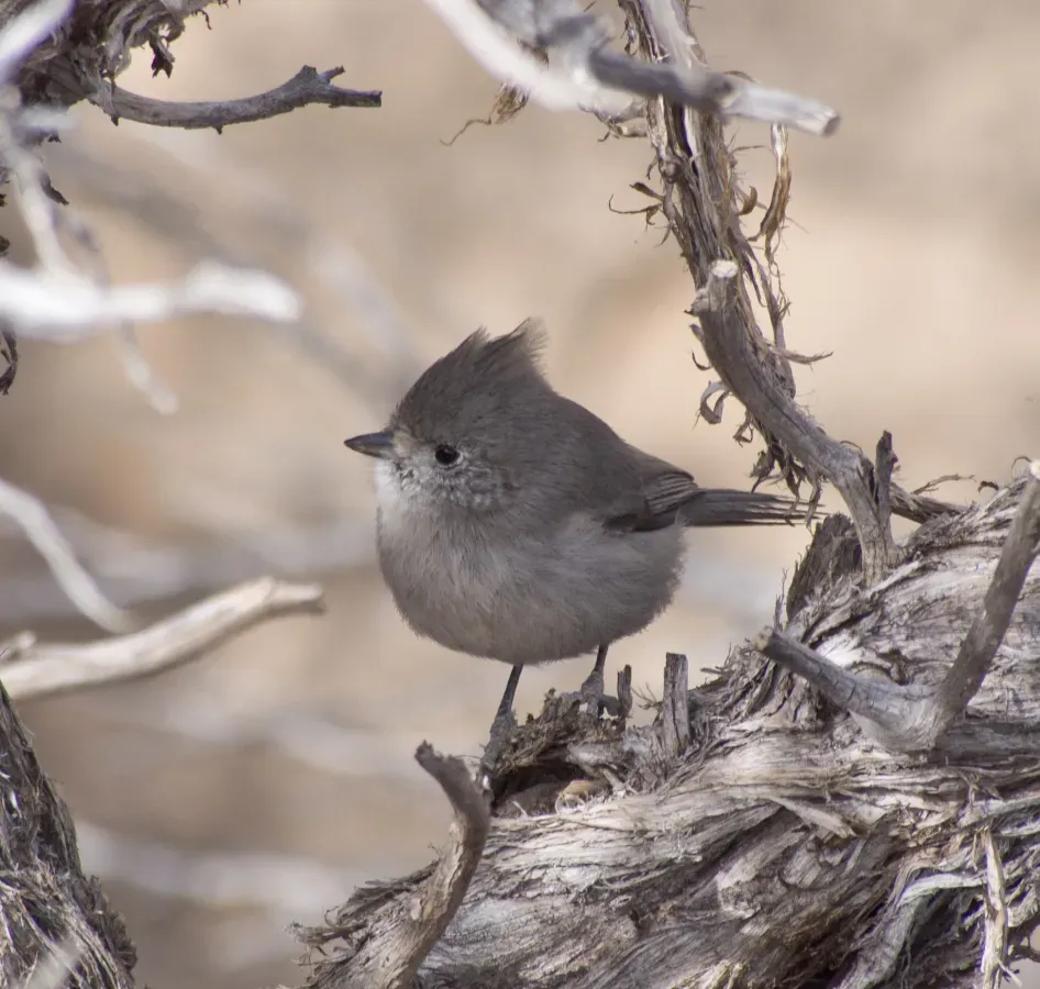 File:Baeolophus ridgwayi 58137727.jpg
