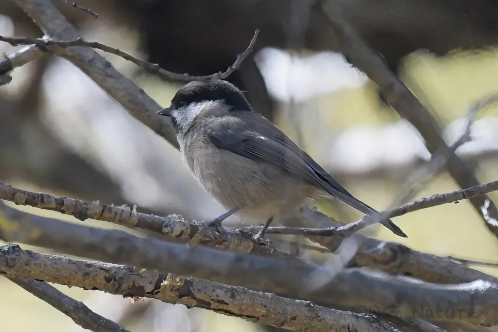 File:Poecile weigoldicus 244373135.jpg