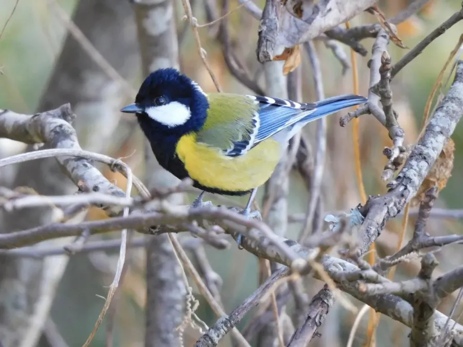 File:Parus monticolus 173071991.jpg