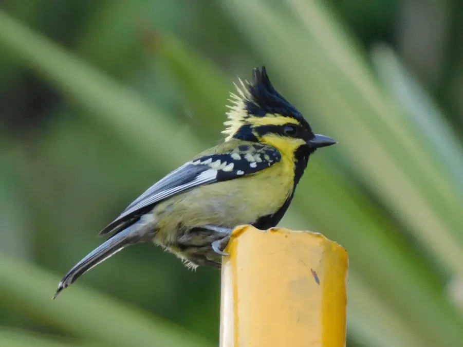 File:Machlolophus xanthogenys 185040807.jpg