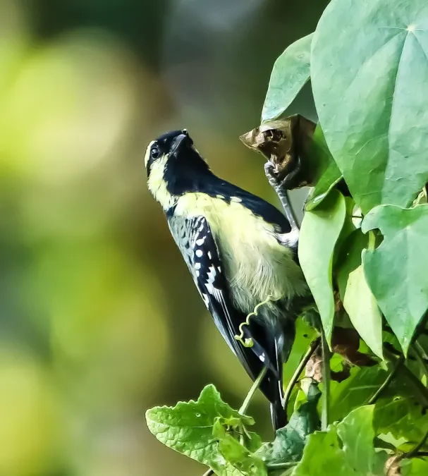 File:Machlolophus aplonotus 232795674.jpg