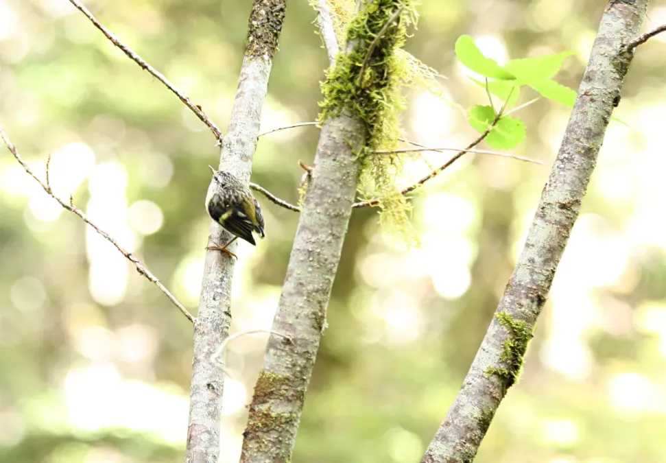 File:Rifleman New Zealand Acanthisitta chloris.jpg