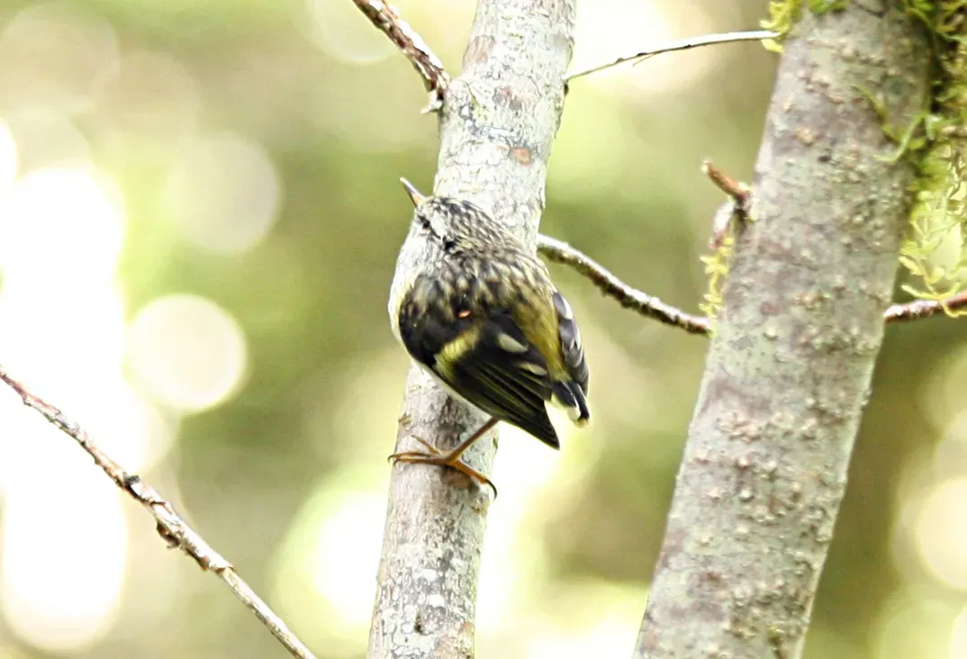 File:Reiflman Acanthisitta chloris crop.jpg
