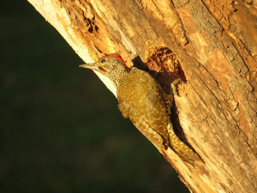 File:Campethera notata 53955844.jpg