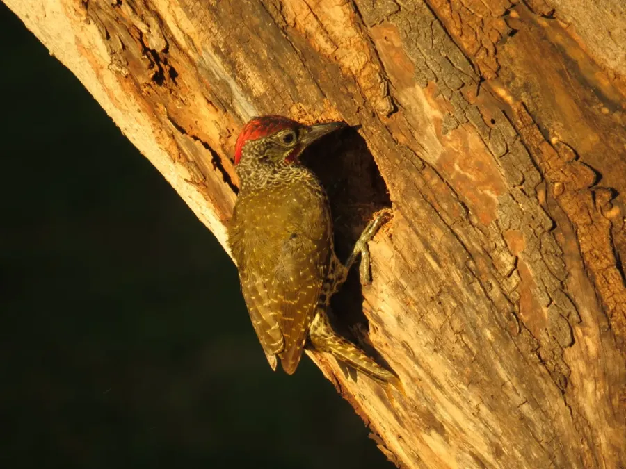 File:Campethera notata 53955854.jpg