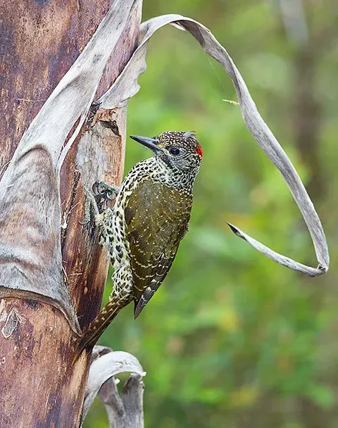 File:Campethera notata 78451169.jpg
