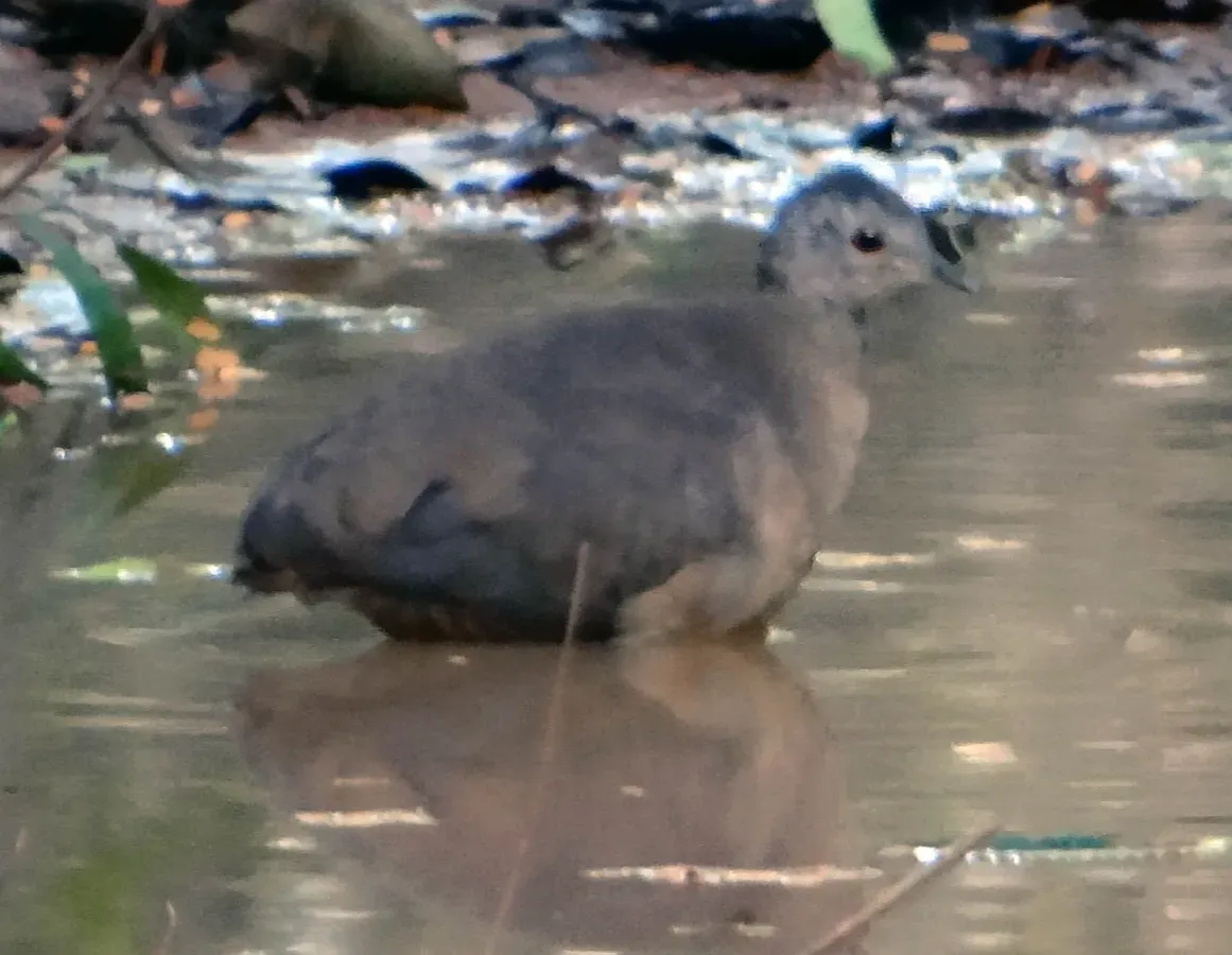 File:Crypturellus soui (Vincent Vos).jpg