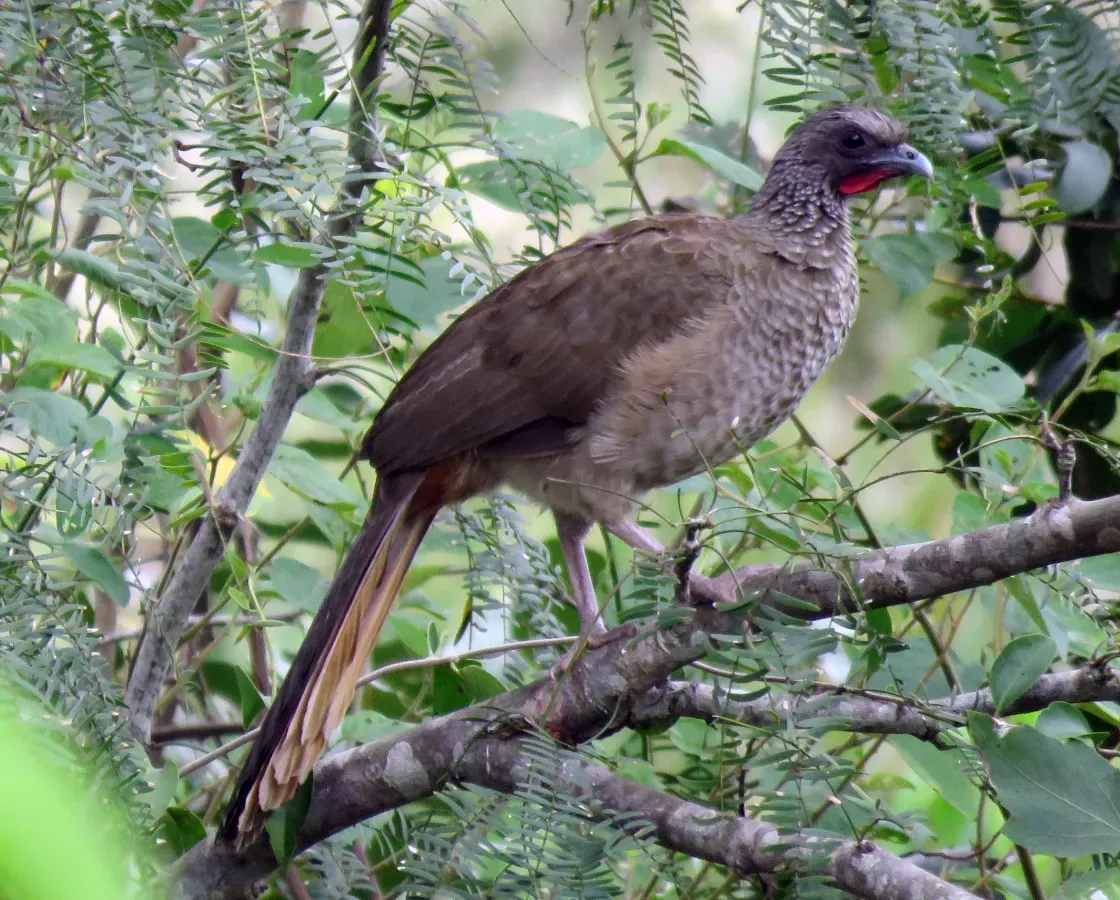 File:Ortalis guttata (Vincent Vos).jpg