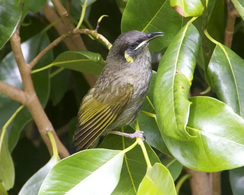 File:Meliphaga lewinii lewinii 1.jpg