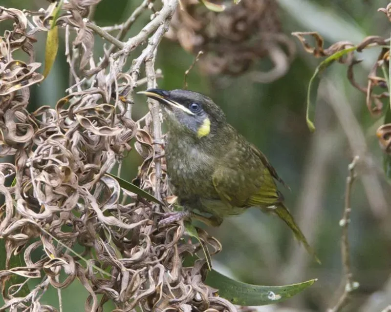 File:Meliphaga lewinii lewinii 2.jpg