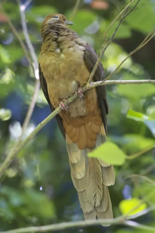 File:Macropygia phasianella phasianella 2.jpg