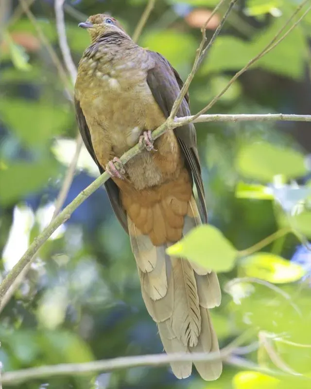 File:Macropygia phasianella phasianella 3.jpg