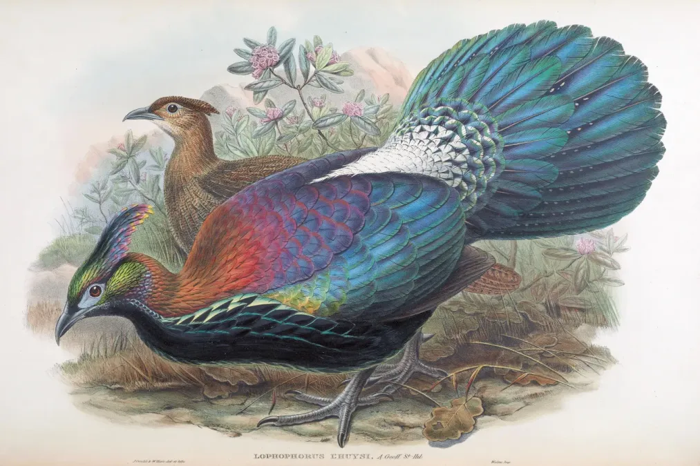 File:Lophophorus lhuysii.jpg