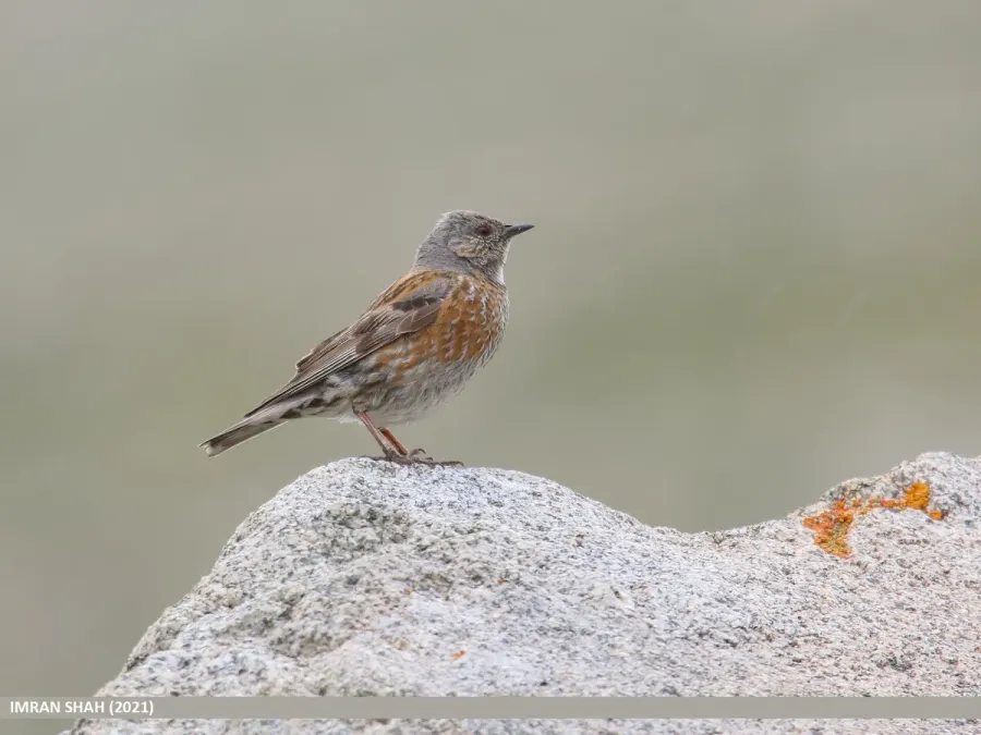 File:Altai Accentor (Prunella himalayana) (52571180365).jpg