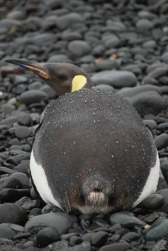 File:Aptenodytes forsteri DT -AQ GR Punta Ambato- (35) (20848387705).jpg