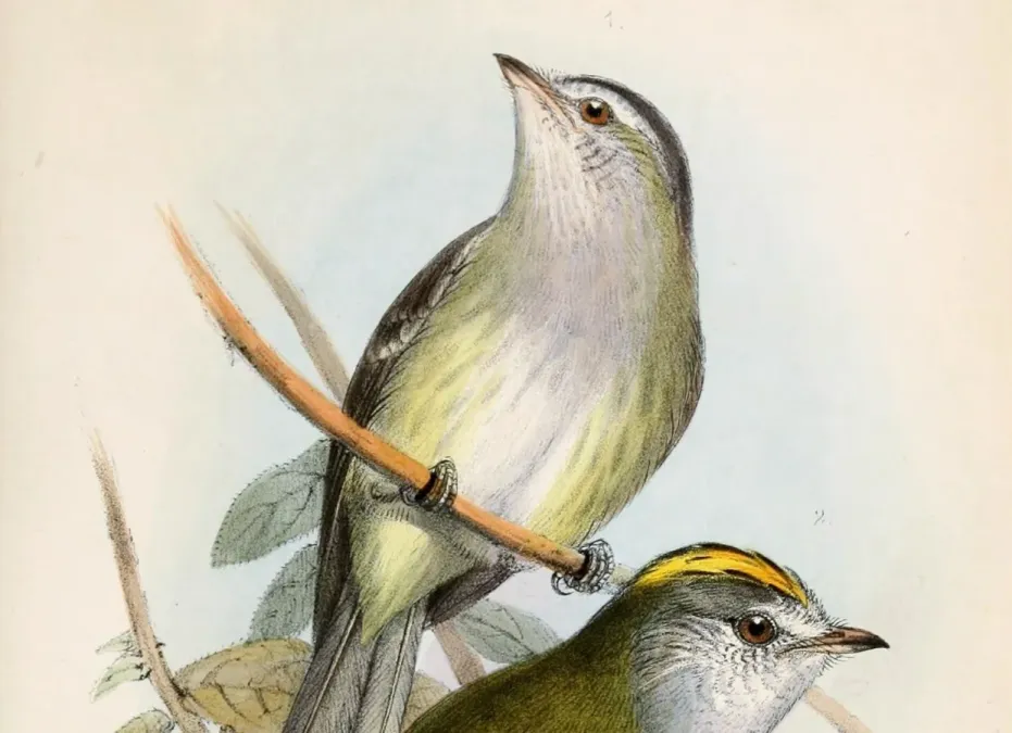 File:Zimmerius vilissimus & Myiopagis viridicata placens 1859 (cropped).jpg