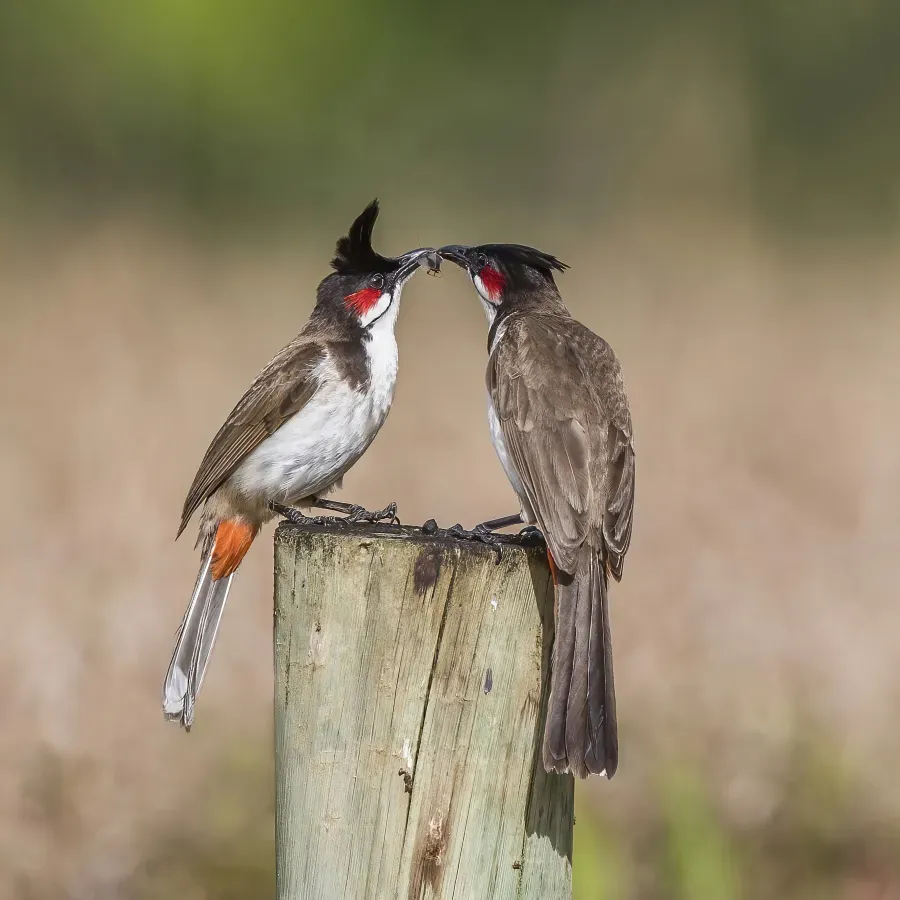 File:Red-whiskered bulbuls (Pycnonotus jocosus) Mauritius.jpg