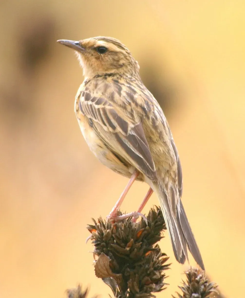 File:Nilgir Pipit (Anthus nilghiriensis) 18-Apr-2007 12-12-32 PM.JPG