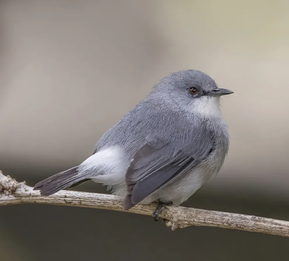 File:Mauritius grey white-eye (Zosterops mauritianus).jpg