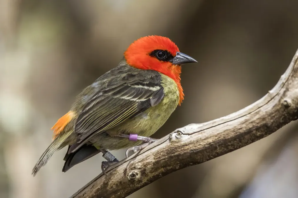 File:Mauritius fody (Foudia rubra) male.jpg