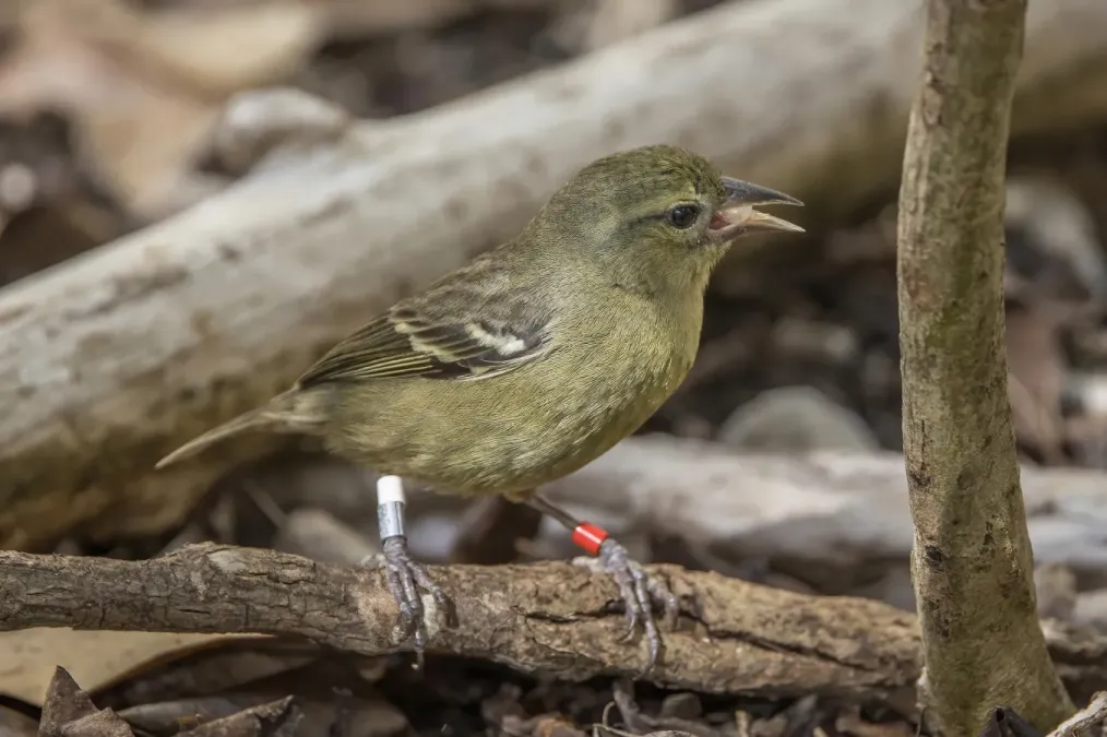 File:Mauritius fody (Foudia rubra) female.jpg