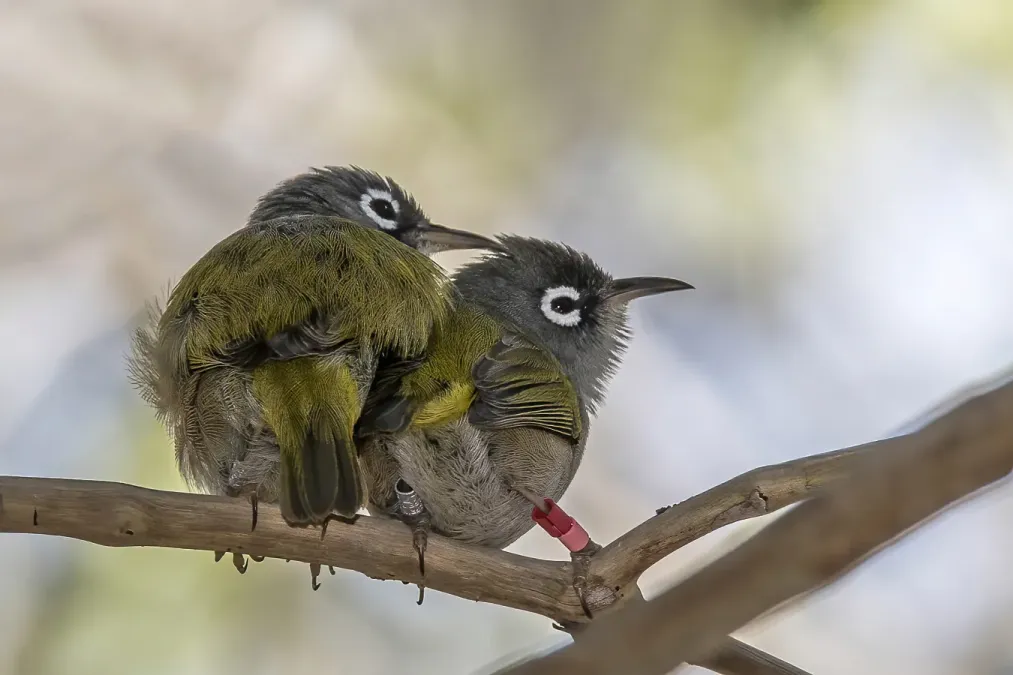 File:Mauritius olive white-eye (Zosterops chloronothos) pair.jpg