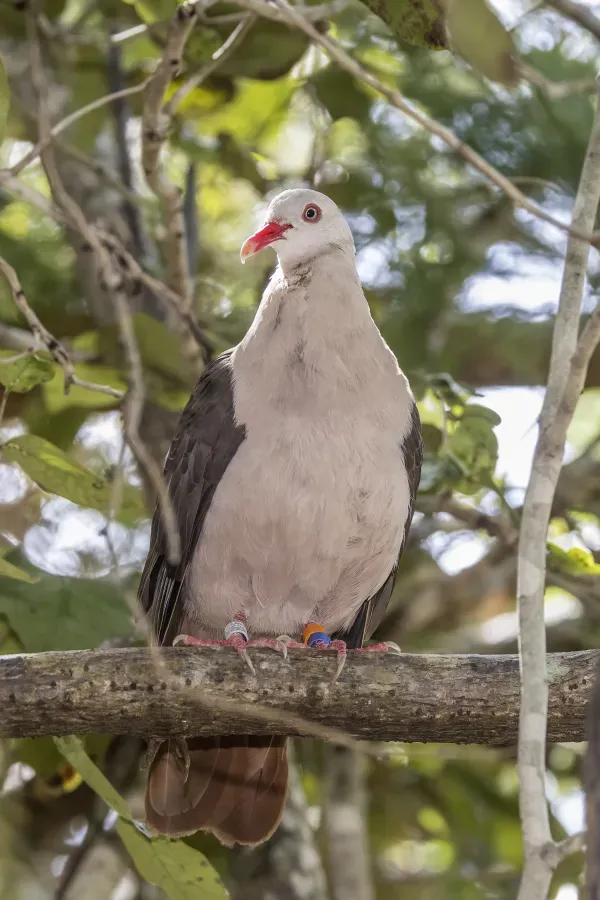 File:Pink pigeon (Nesoenas mayeri) 2.jpg