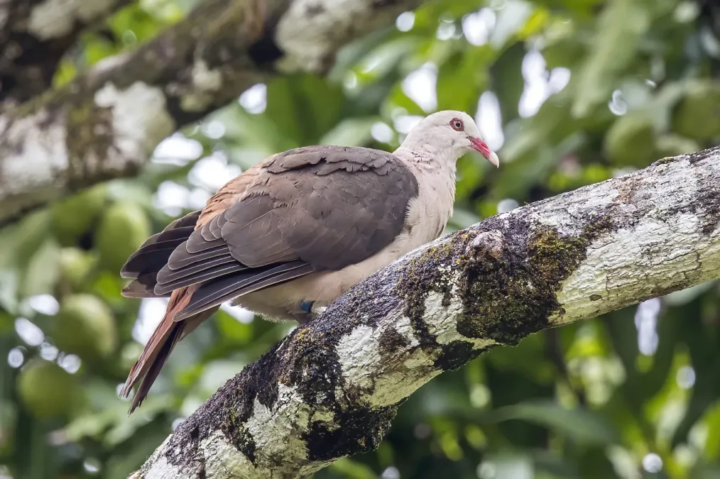 File:Pink pigeon (Nesoenas mayeri) 3.jpg