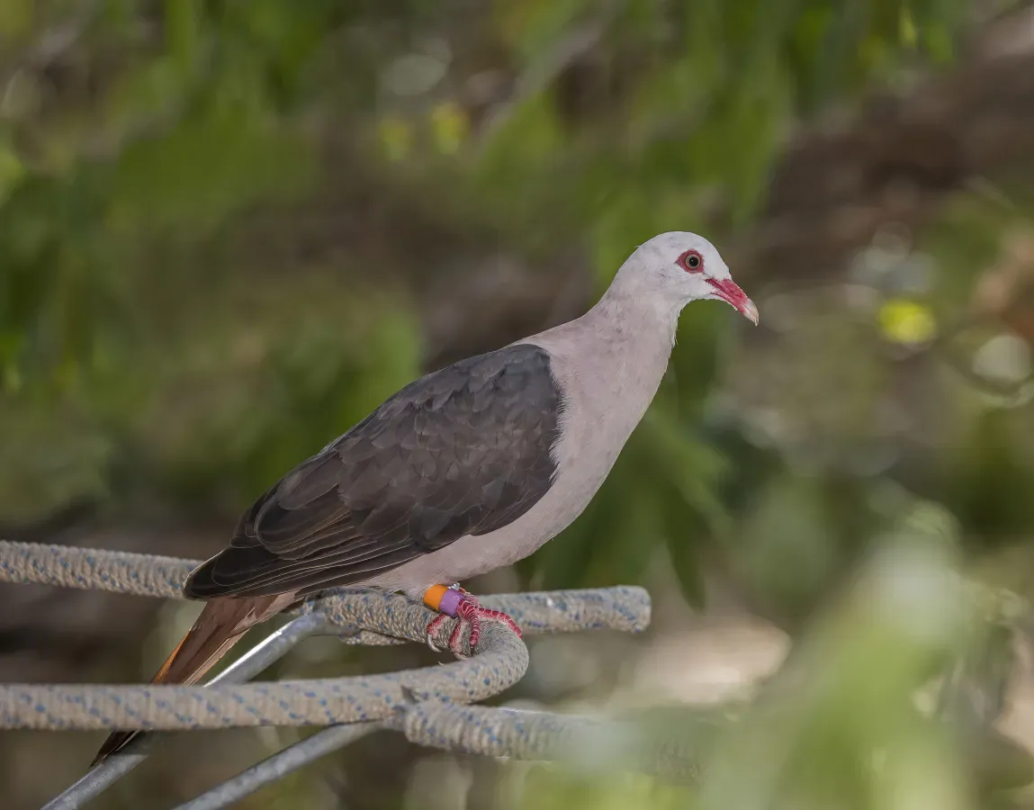File:Pink pigeon (Nesoenas mayeri) 1.jpg