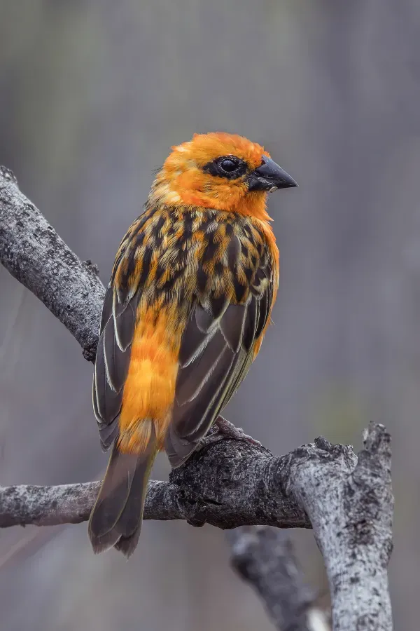 File:Red cardinal fody (Foudia madagascariensis) male Reunion 2.jpg