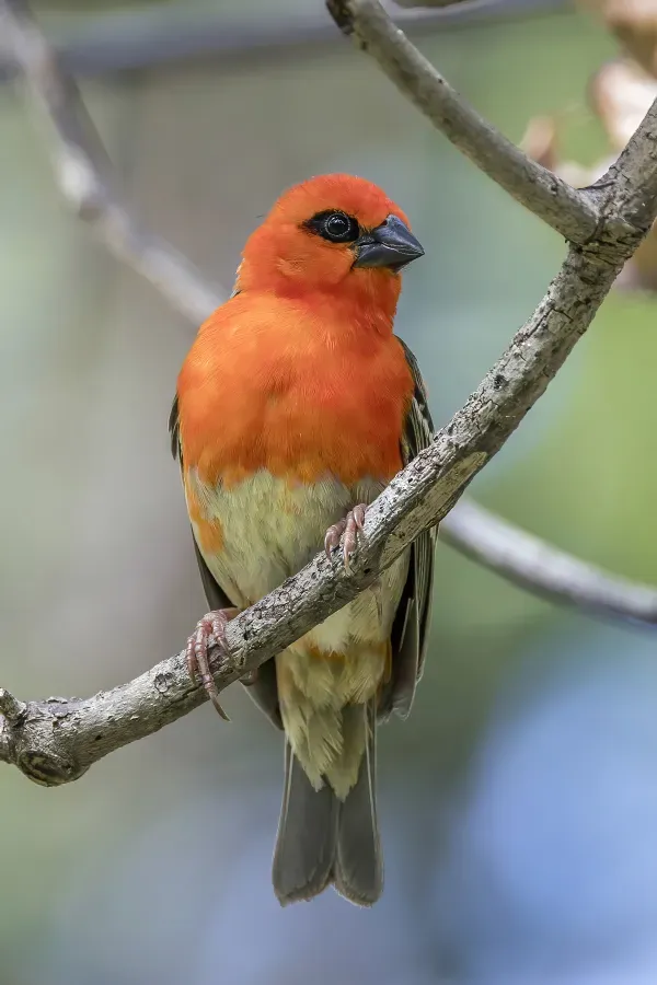 File:Red cardinal fody (Foudia madagascariensis) male transition Reunion.jpg