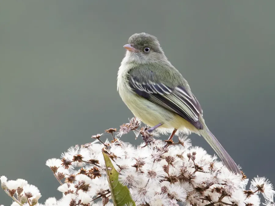 File:Zimmerius villarejoi - Mishana Tyrannulet (cropped).jpg