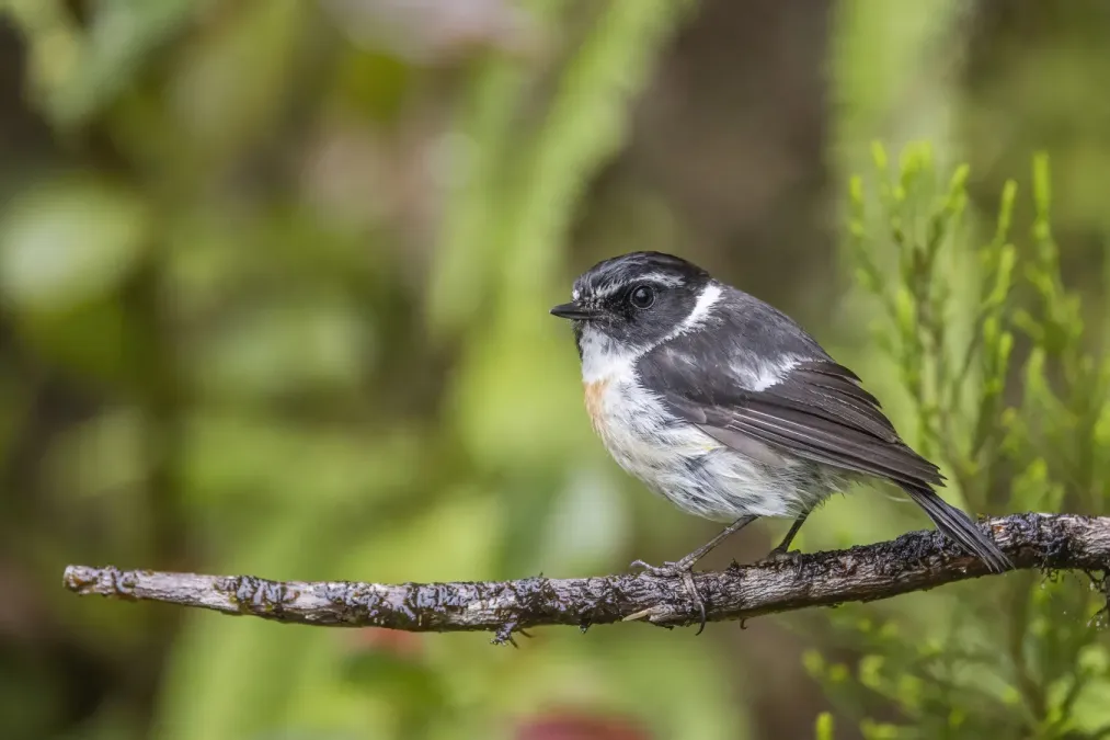 File:Réunion stonechat (Saxicola tectes) male.jpg
