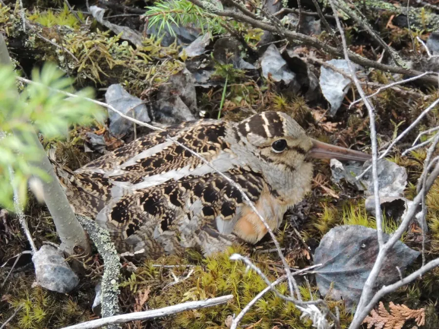 File:Scolopax minor 123207319.jpg